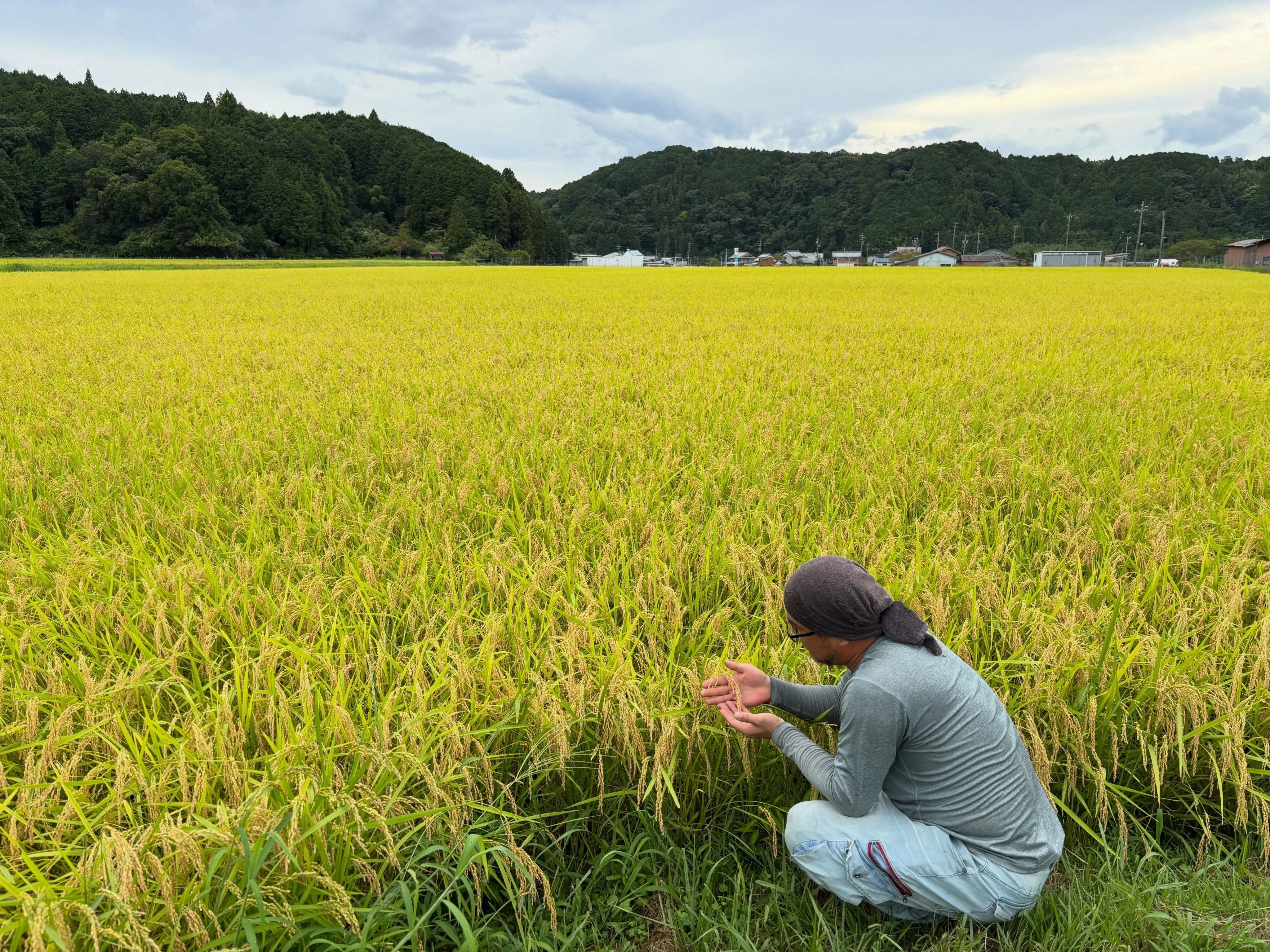 伊賀米コシヒカリ、もうすぐ収穫です🌾